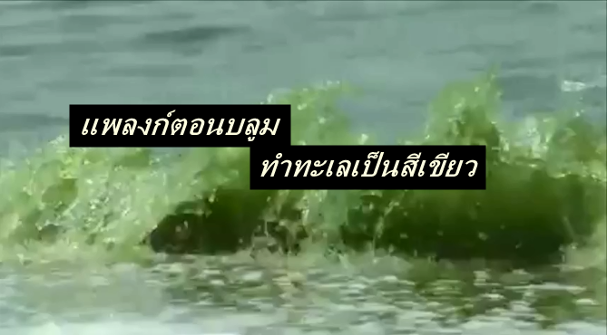ทะเลสีเขียว บางแสน แพลงก์ตอนบลูม