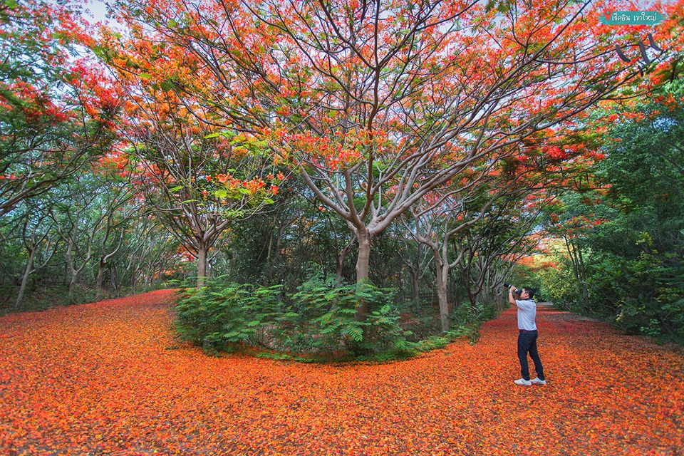 ต้นหางนกยูง ปากช่อง นครราชสีมา อุโมงค์ดอกหางนกยูง อุโมงค์ต้นหางนกยูง เที่ยว ถ่ายรูปสวย เที่ยวนครราชสีมา เที่ยวปากช่อง