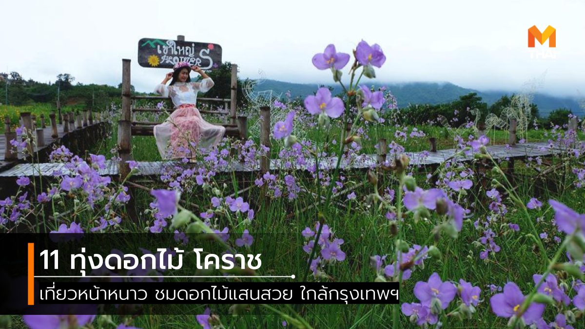 ที่เที่ยวนครราชสีมา ที่เที่ยวโคราช ที่เที่ยวใกล้กรุงเทพ ทุ่งดอกไม้ นครราชสีมา สวนดอกไม้ เที่ยวนครราชสีมา เที่ยวโคราช เที่ยวใกล้กรุงเทพ