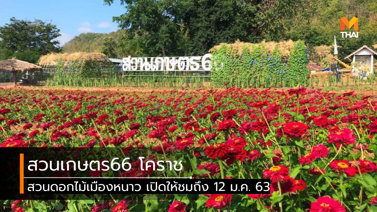 ที่เที่ยวนครราชสีมา ที่เที่ยวโคราช ที่เที่ยวใกล้กรุงเทพ นครราชสีมา สวนดอกไม้ สวนดอกไม้เมืองหนาว สวนเกษตร66 เที่ยวนครราชสีมา เที่ยวโคราช เที่ยวใกล้กรุงเทพ