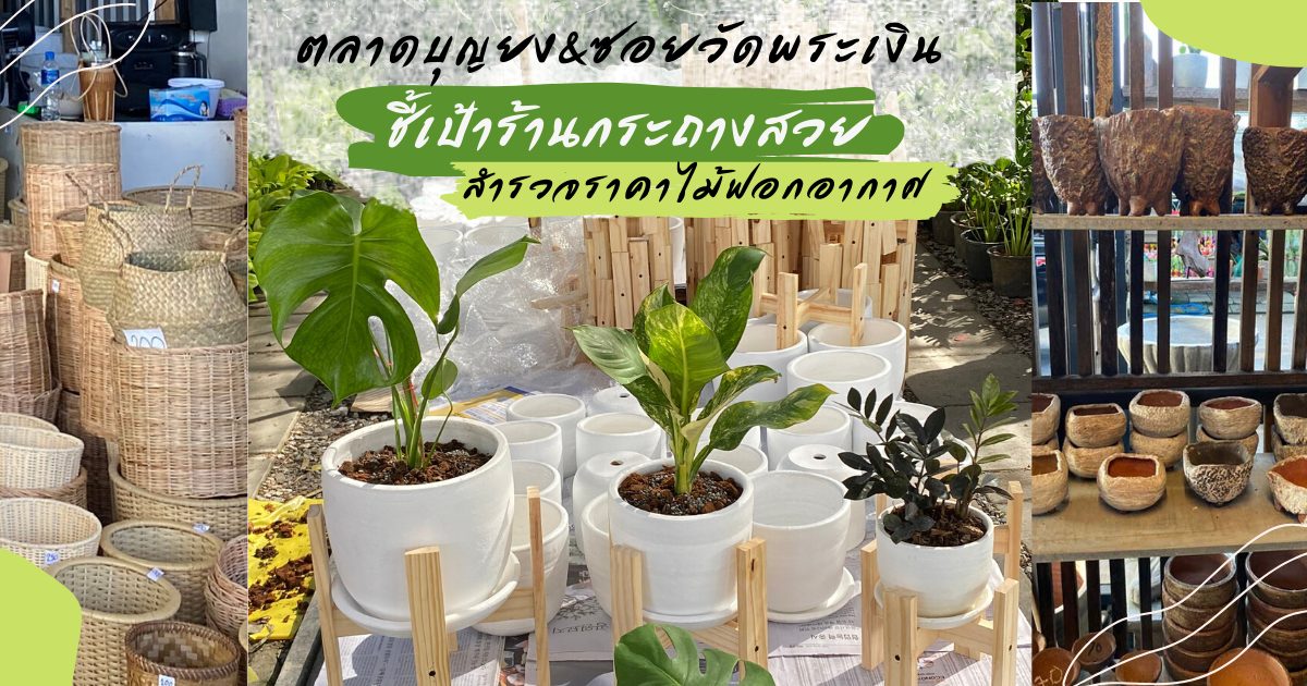ซอยวัดพระเงิน ต้นไม้ฟอกอากาศ ตลาดต้นไม้ ตลาดบุญยง