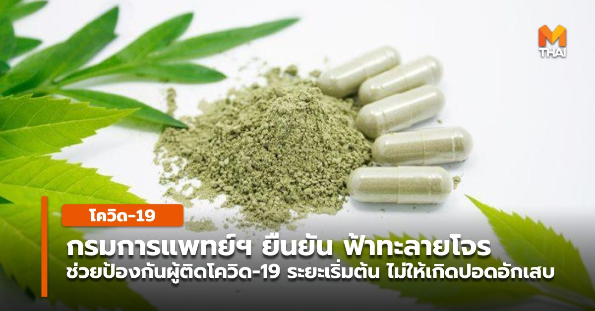 กรมการแพทย์แผนไทยฯ ผู้ป่วยโควิด-19 ฟ้าทะลายโจร รักษาโควิด โควิด-19