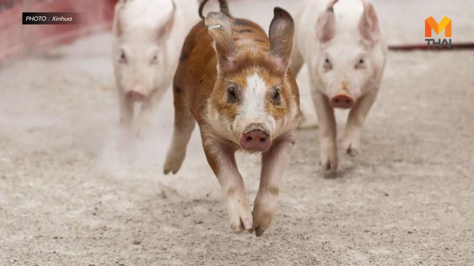 ข่าวต่างประเทศ สหรัฐอเมริกา หัวใจหมู โรคหัวใจ