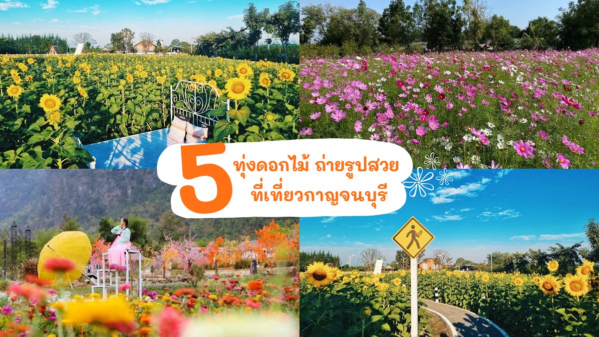 ที่เที่ยว ที่เที่ยวกาญจนบุรี ทุ่งดอกไม้ เที่ยวใกล้กรุงเทพ