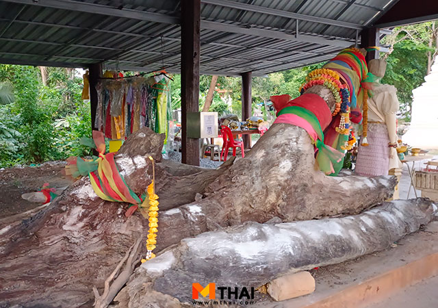 ต้นตะเคียนยักษ์ วัดปราสาท โบสถ์มหาอุด