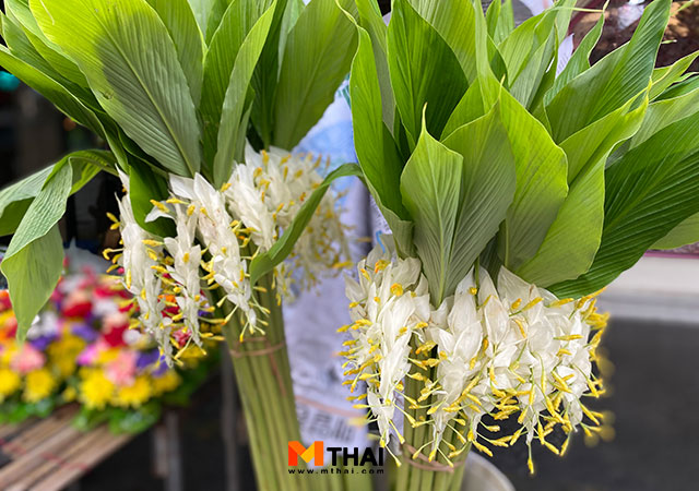 ดอกเข้าพรรษา ตักบาตรดอกไม้ วันเข้าพรรษา
